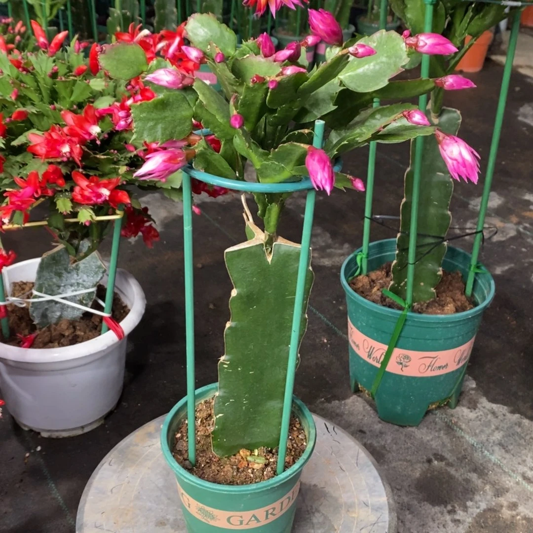 荣***）完全开放an083小苗