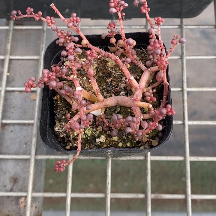 三****聊伯克利和格蕾纳等著名音乐