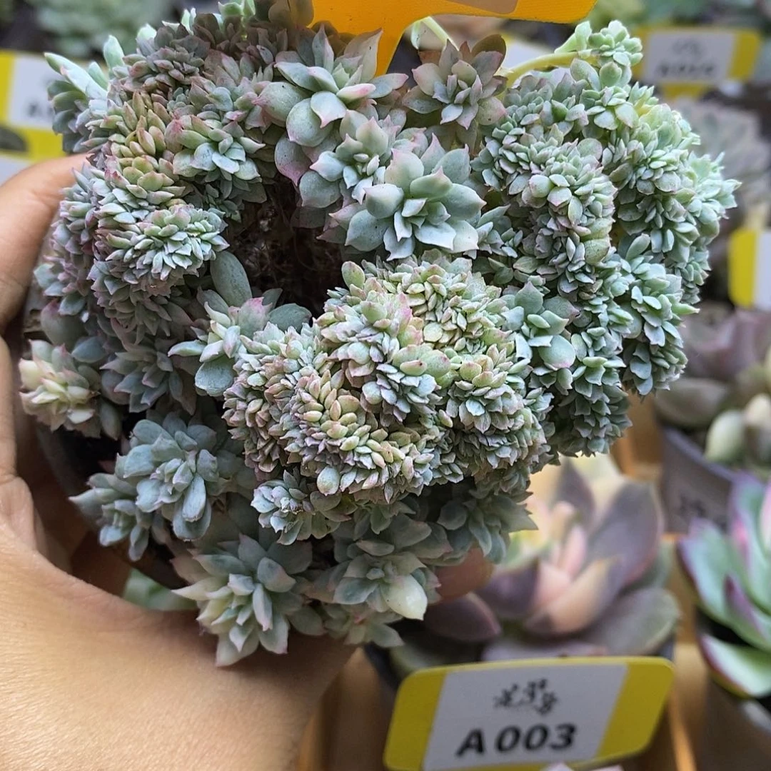 025火焰杯锦啦啦啦啦啦啦