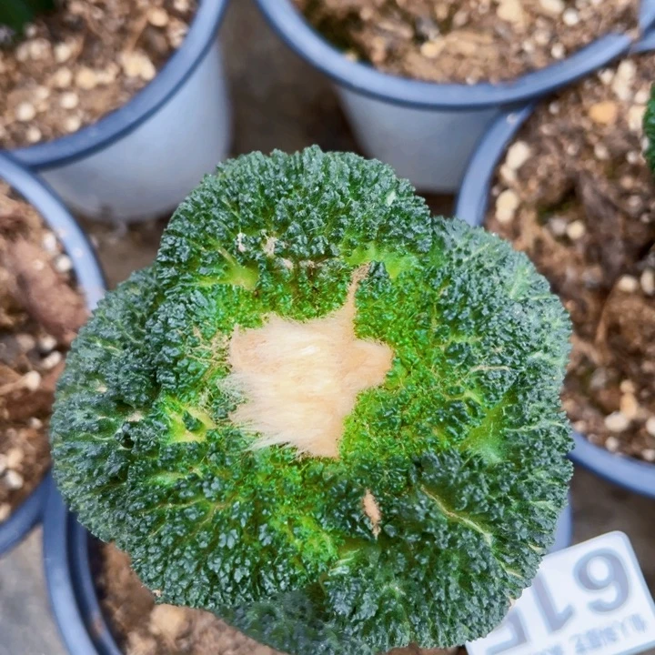 无花朵615超大丸叶哥斯拉牡丹