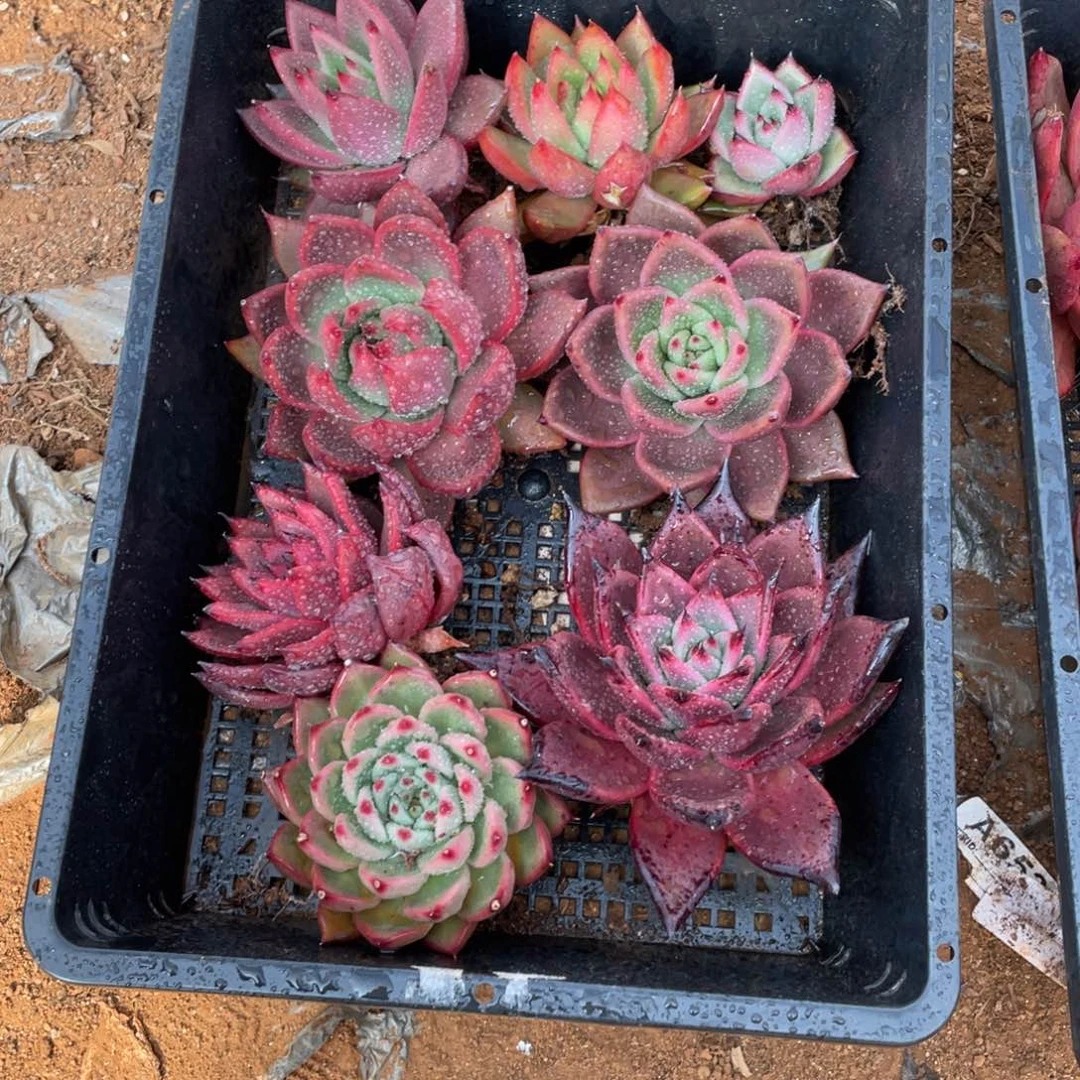 无花朵若如东云单拍B393