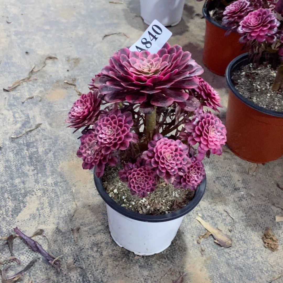 媚***娘嫩桩黑铜白840多肉法师