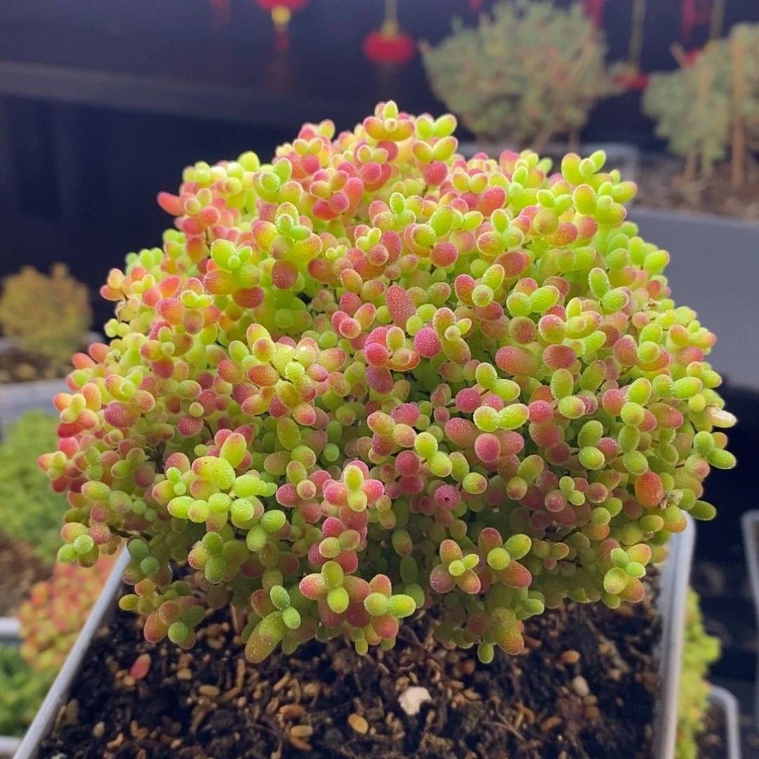 245号蜜橘糖球枝干