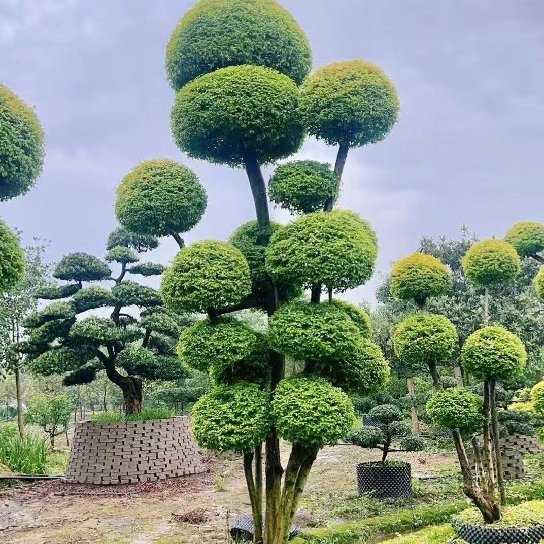 小叶女贞造型庭院绿化耐寒耐晒四季常青