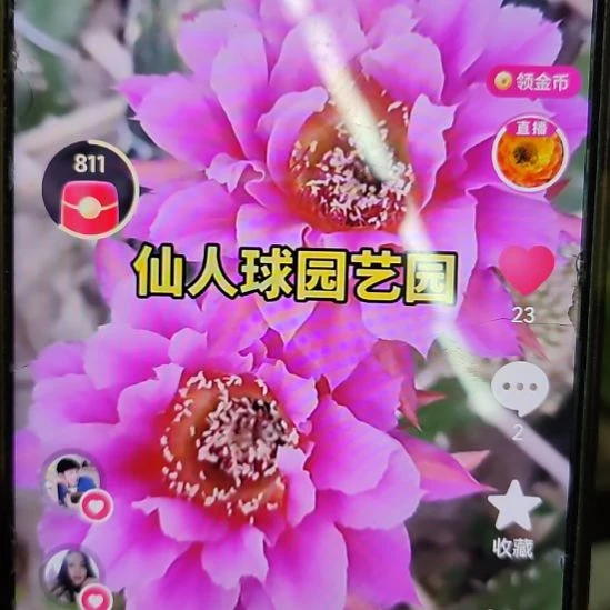 仙人球彩草代烟花侧芽