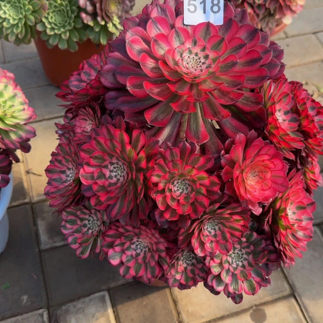 小***.多肉植物518