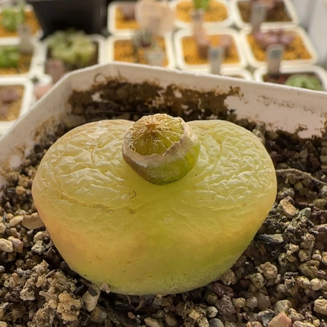 【闪购商品】1209黄桃当天28包邮非偏远