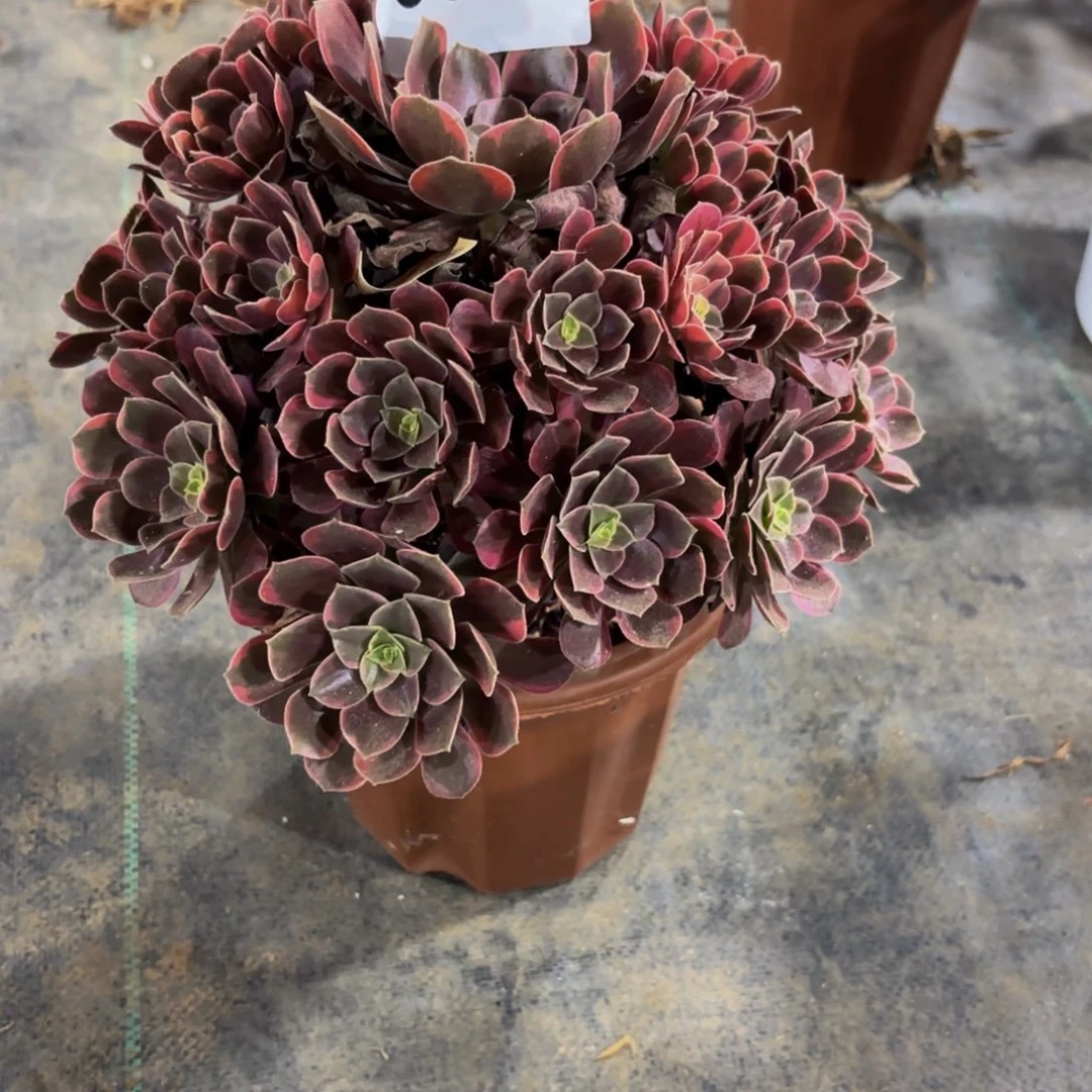 无花朵0071金丝雀法师多肉植物