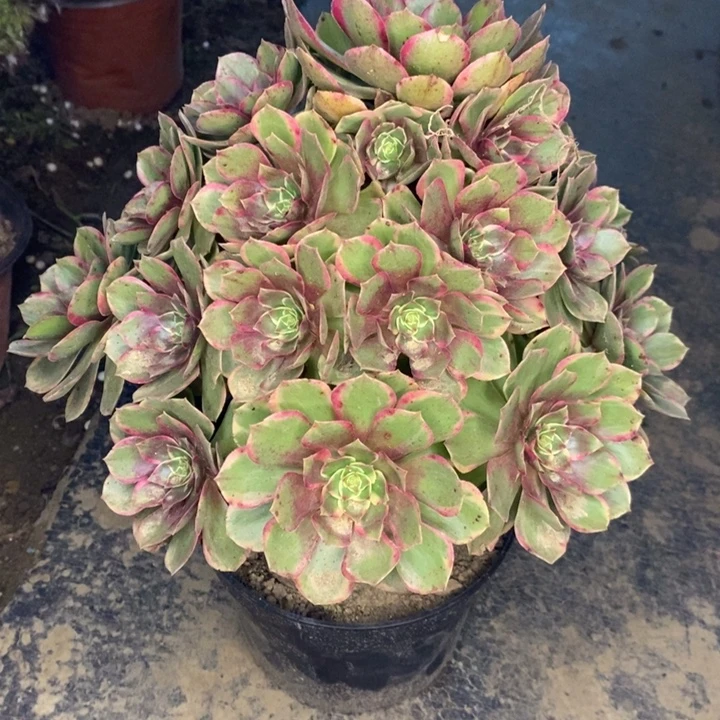 粉花妖多肉植物18