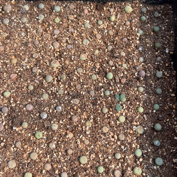 148号的多肉植物我vv