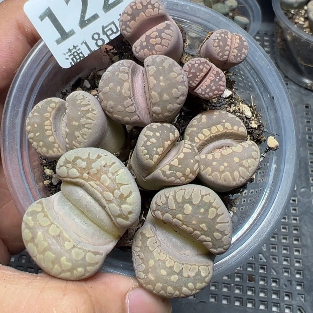 【闪购商品】 122。