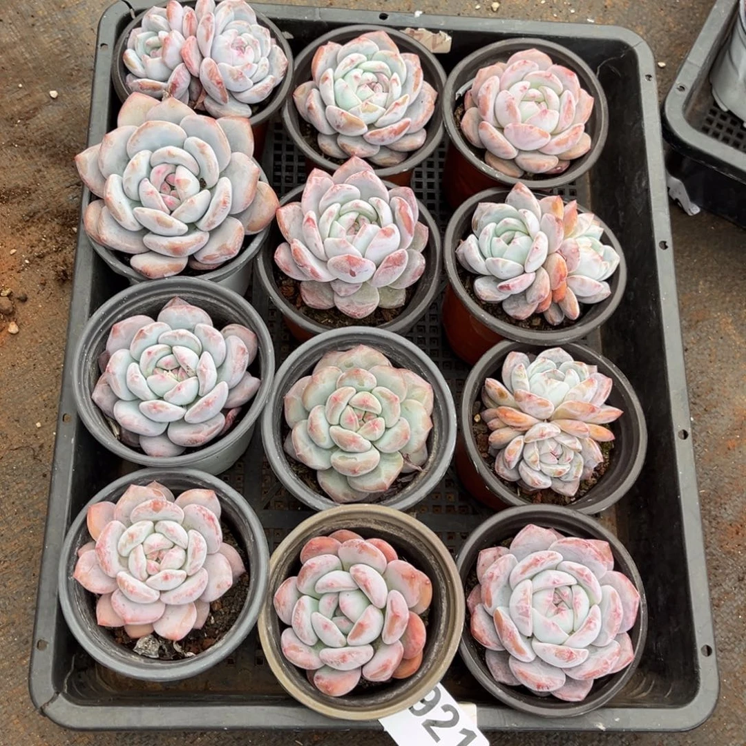 921号新疆西藏内蒙古不包邮的