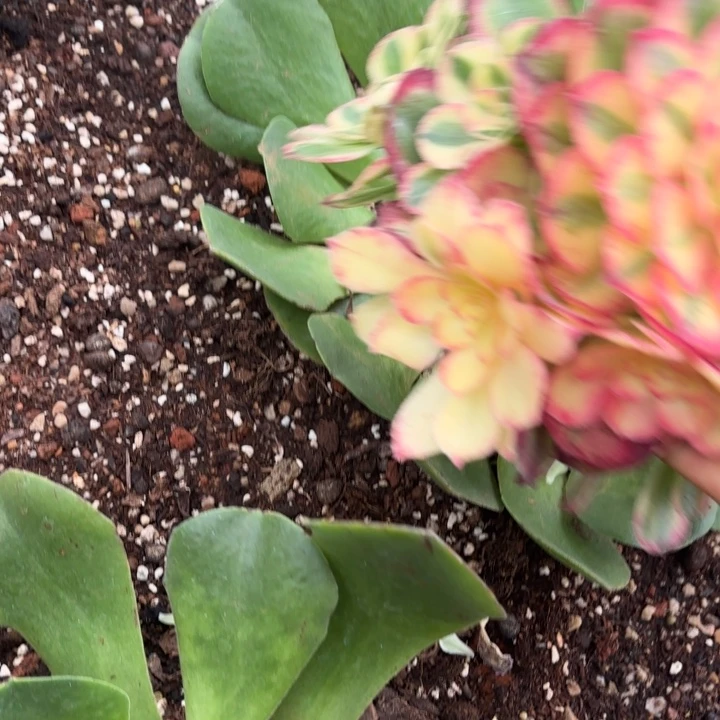 哈哈多肉葡萄福利800