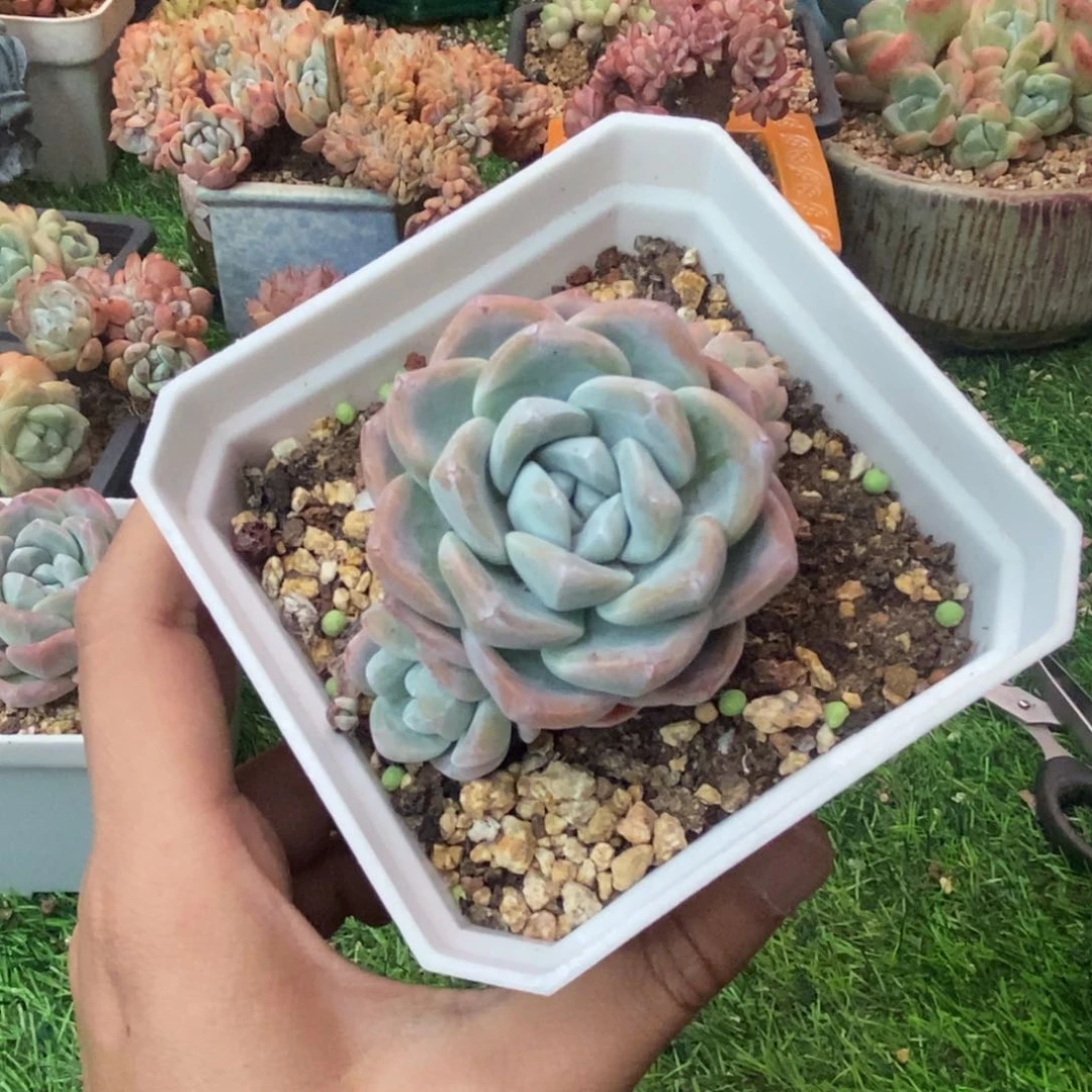 酱***～冰玉群生一物一拍