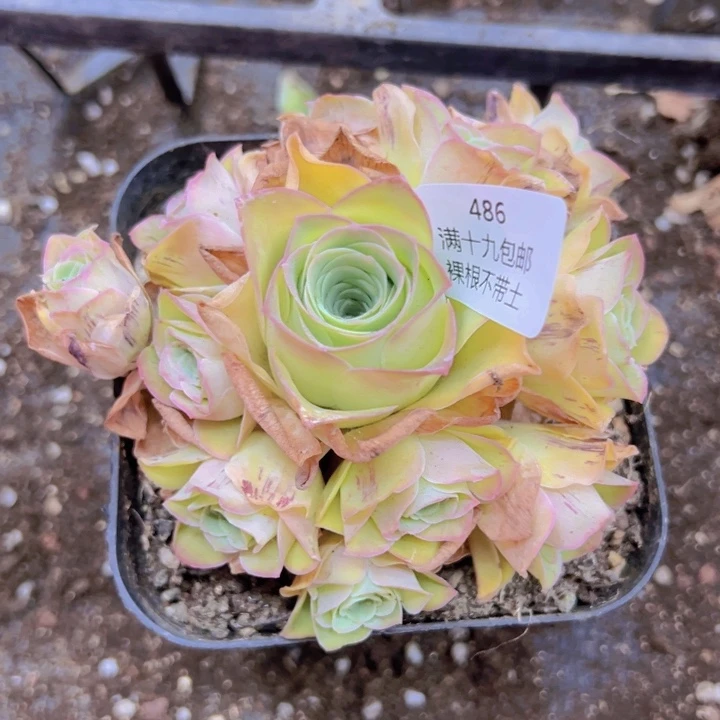 486 裸根不带土发货