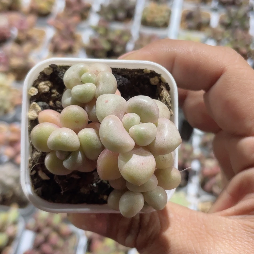 先锋派 脱土发货 5口盆