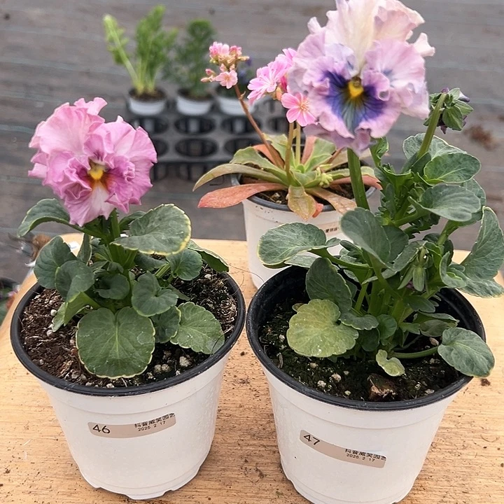 红陶抖音直播闪拍46/47