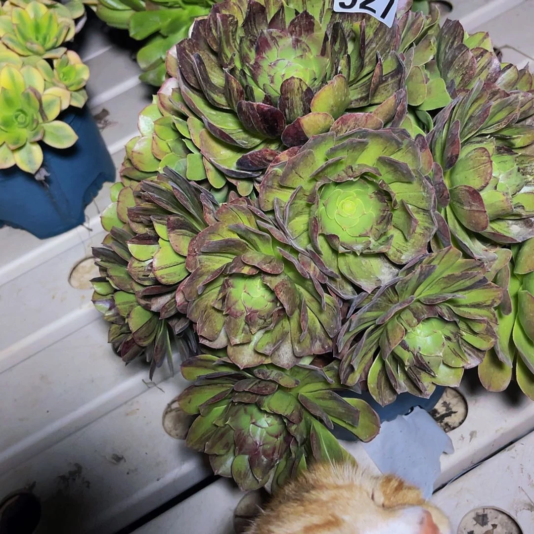 法师法师7-8包邮法师