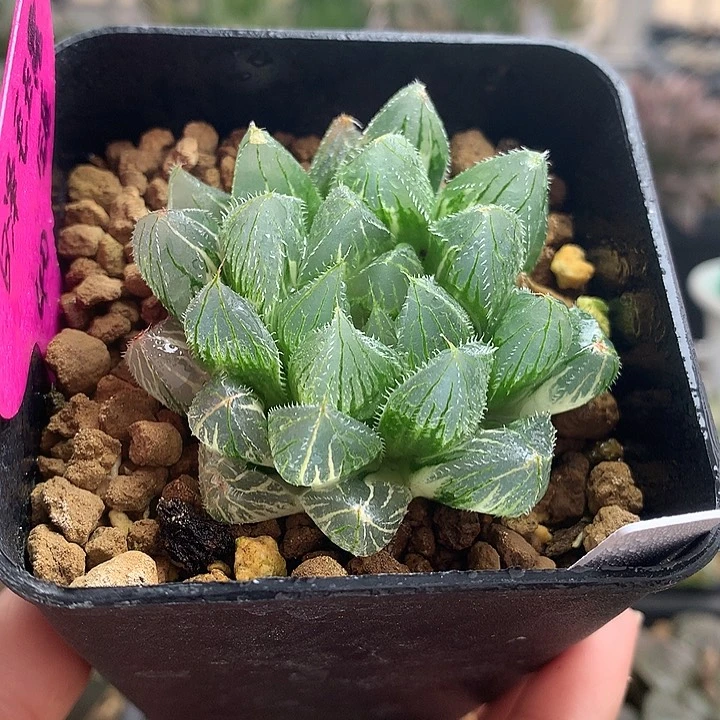 白泽毛玉露锦一物一拍