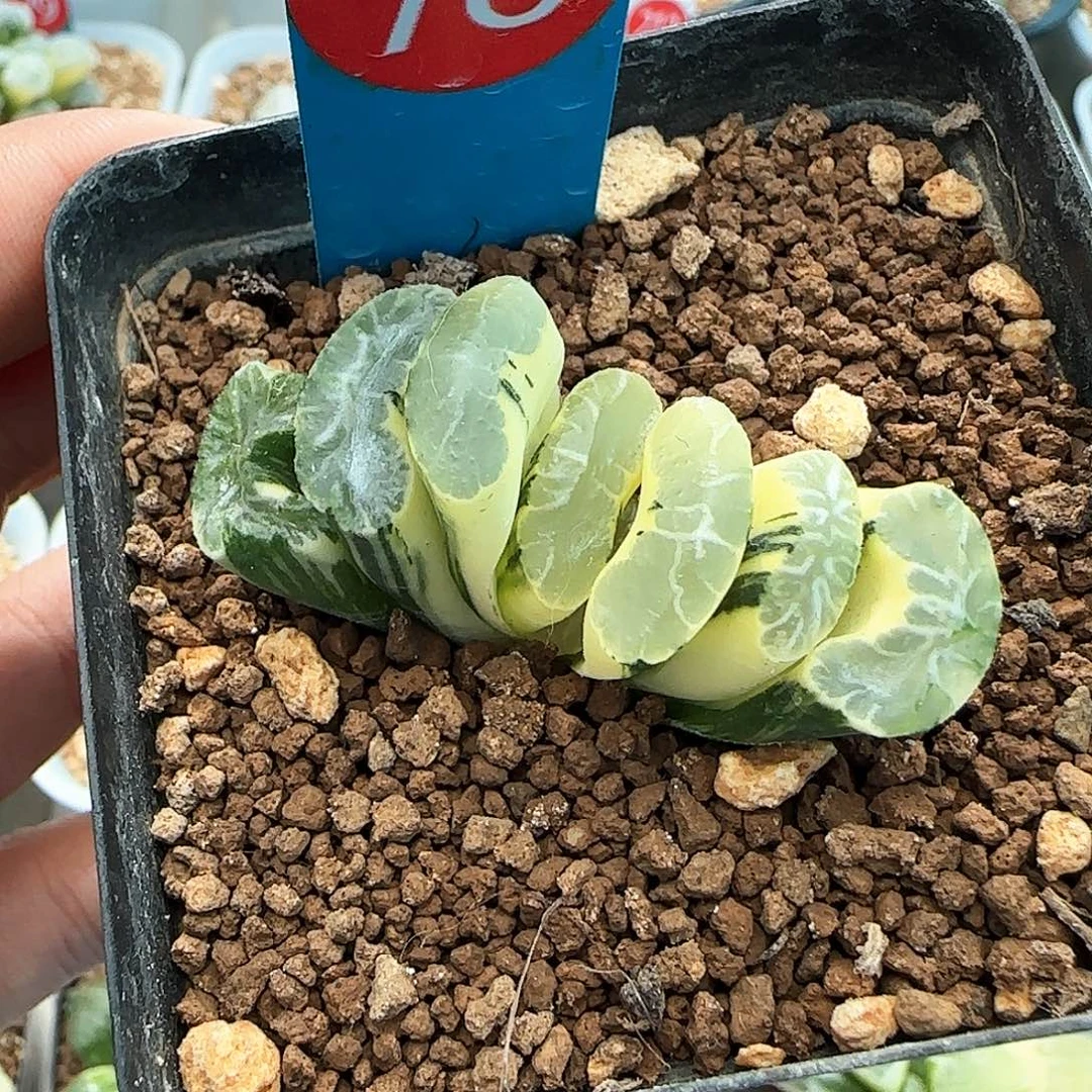 78号实生白龙纹玉扇锦一物一拍带盆土