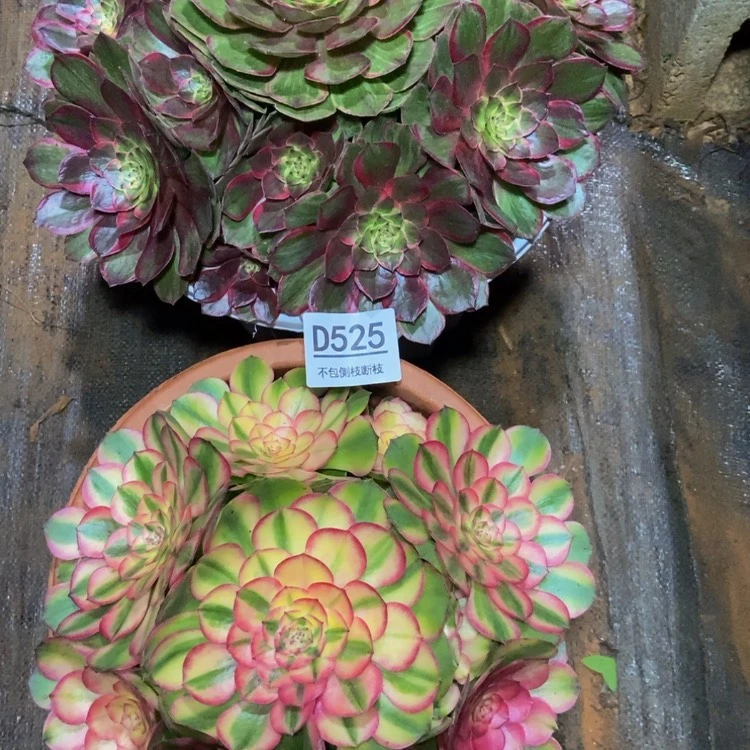 【闪购商品】525两棵组合多肉