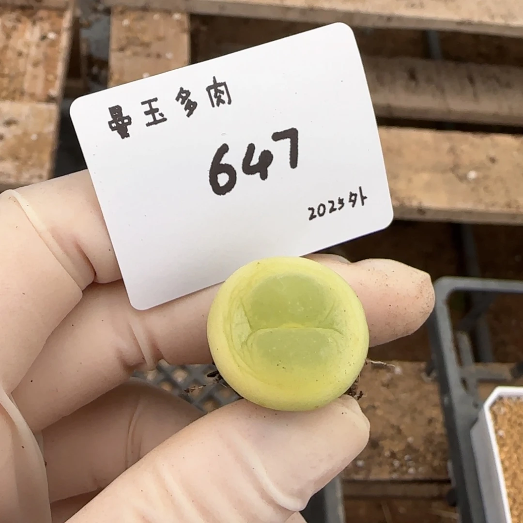 菠***嘴多肉多肉多肉2025-647