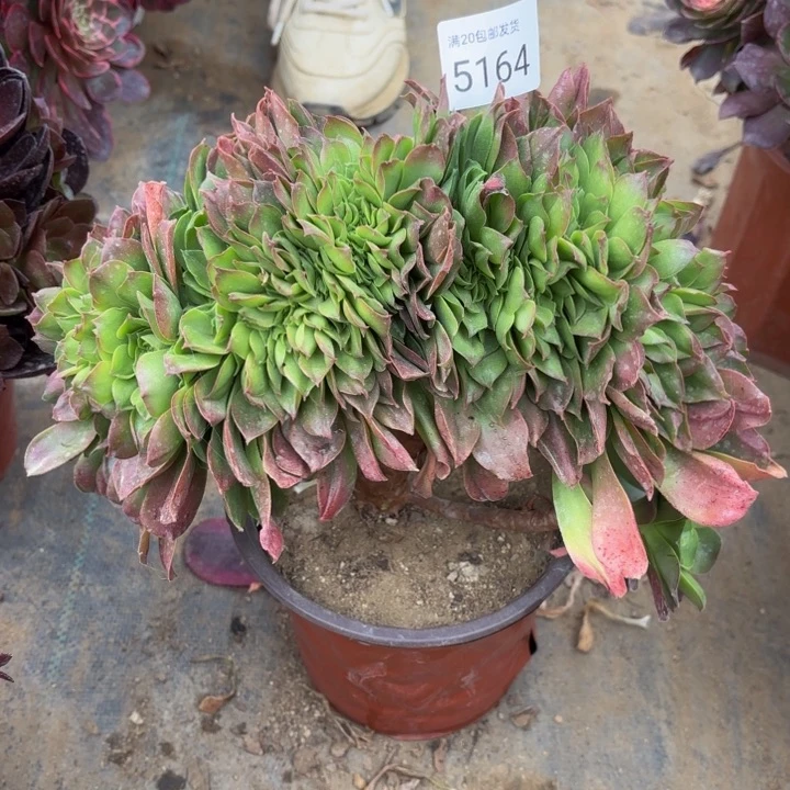 加州香炉盘缀化多肉5164