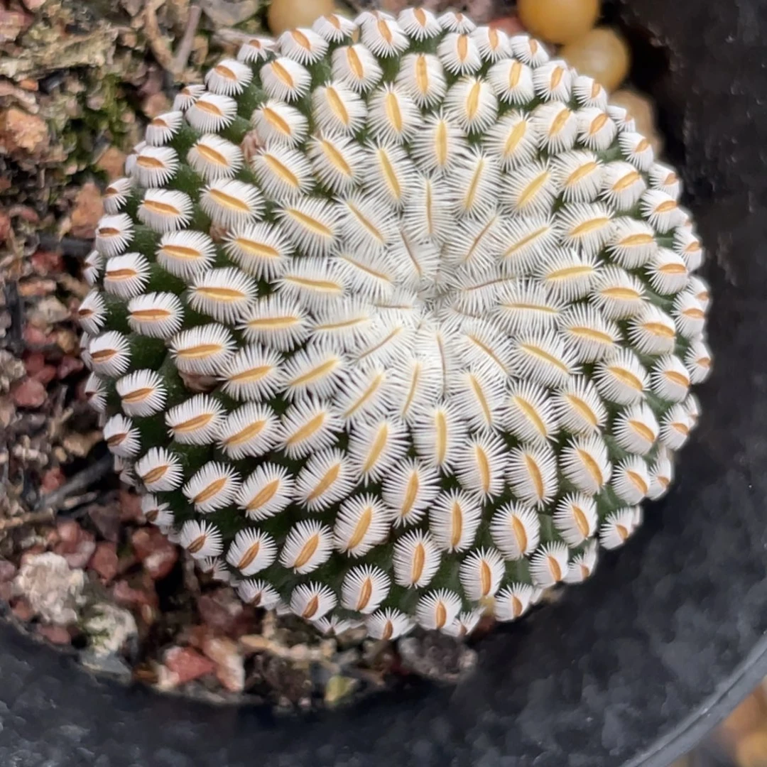 白斜子一物一拍3.2