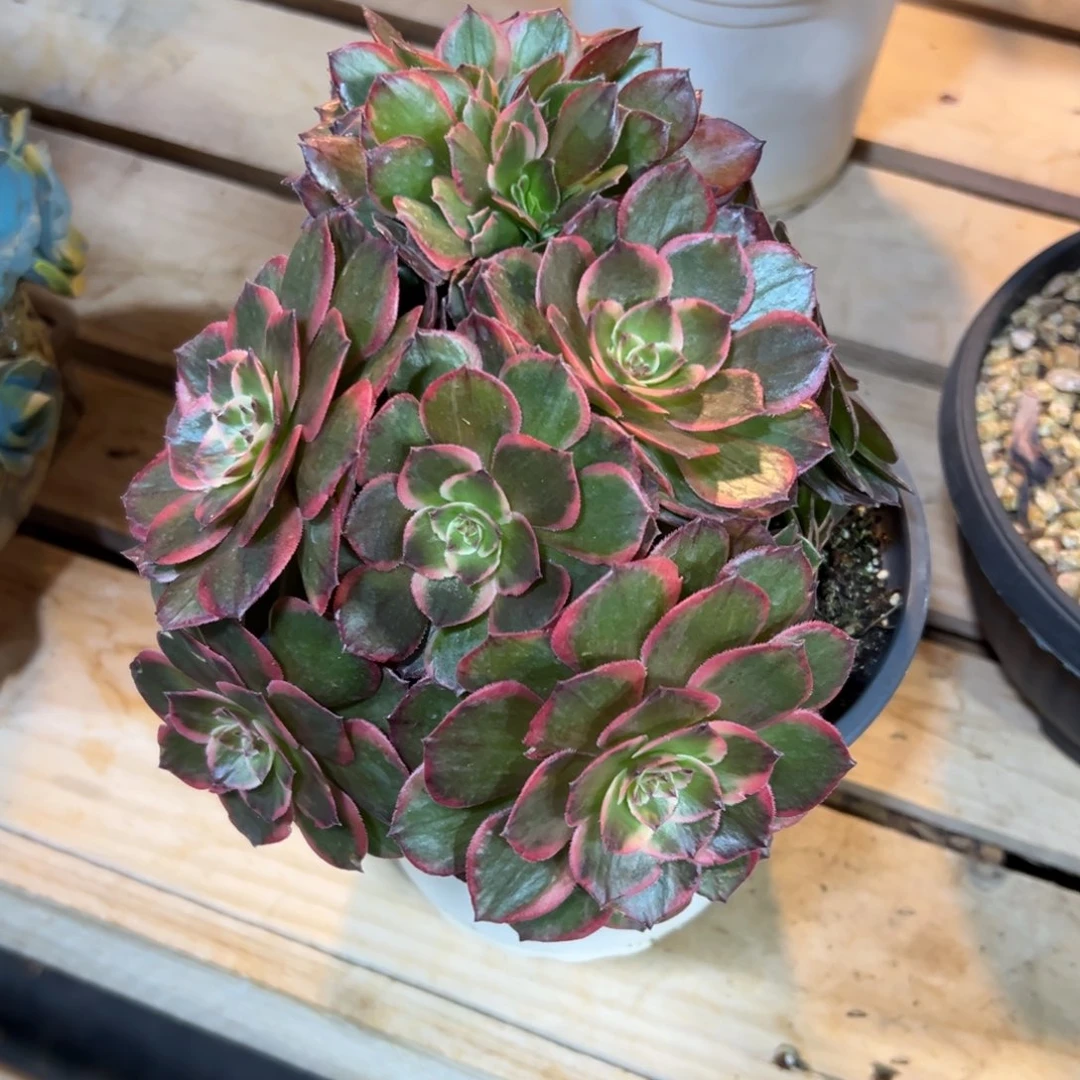 粉花妖缀化老桩朵缀