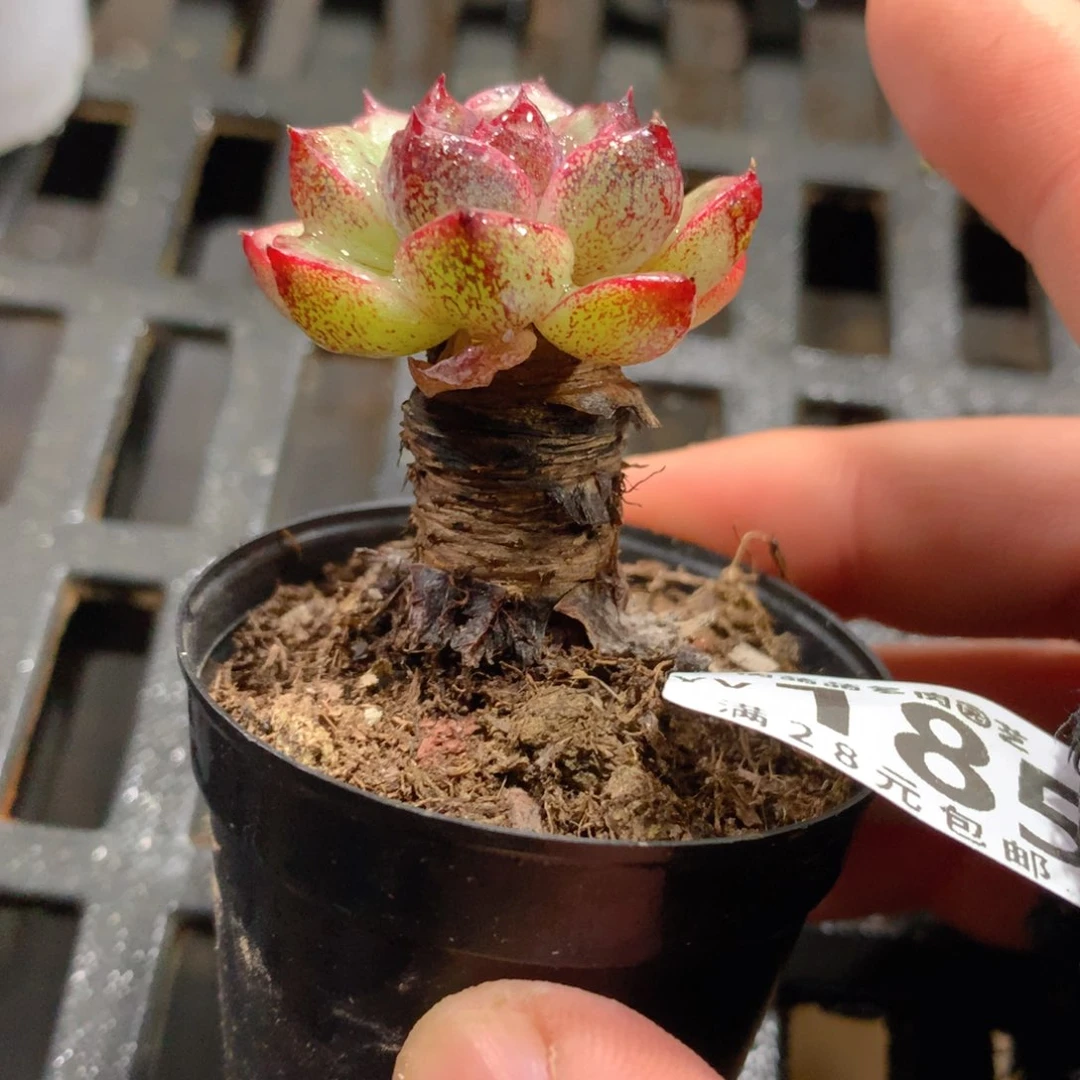 肉萌萌拇指盆精控多肉YV185