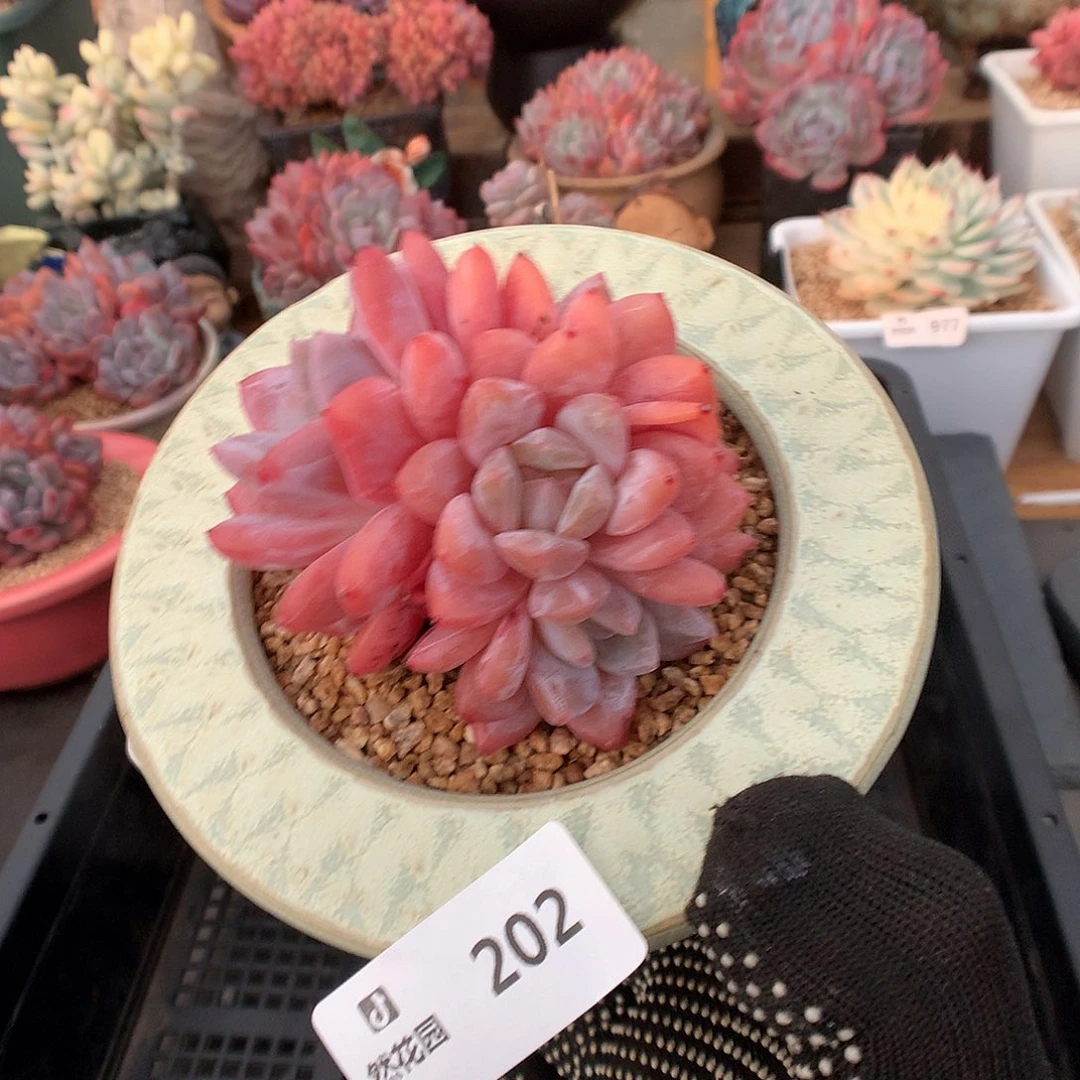 202雪天使多肉植物6666