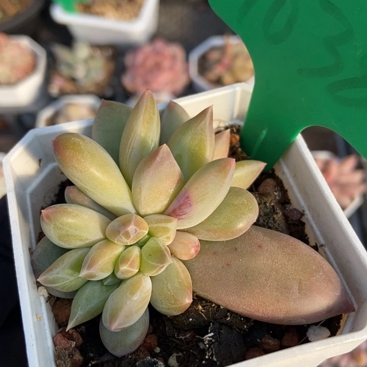 1038重楼多肉植物保护