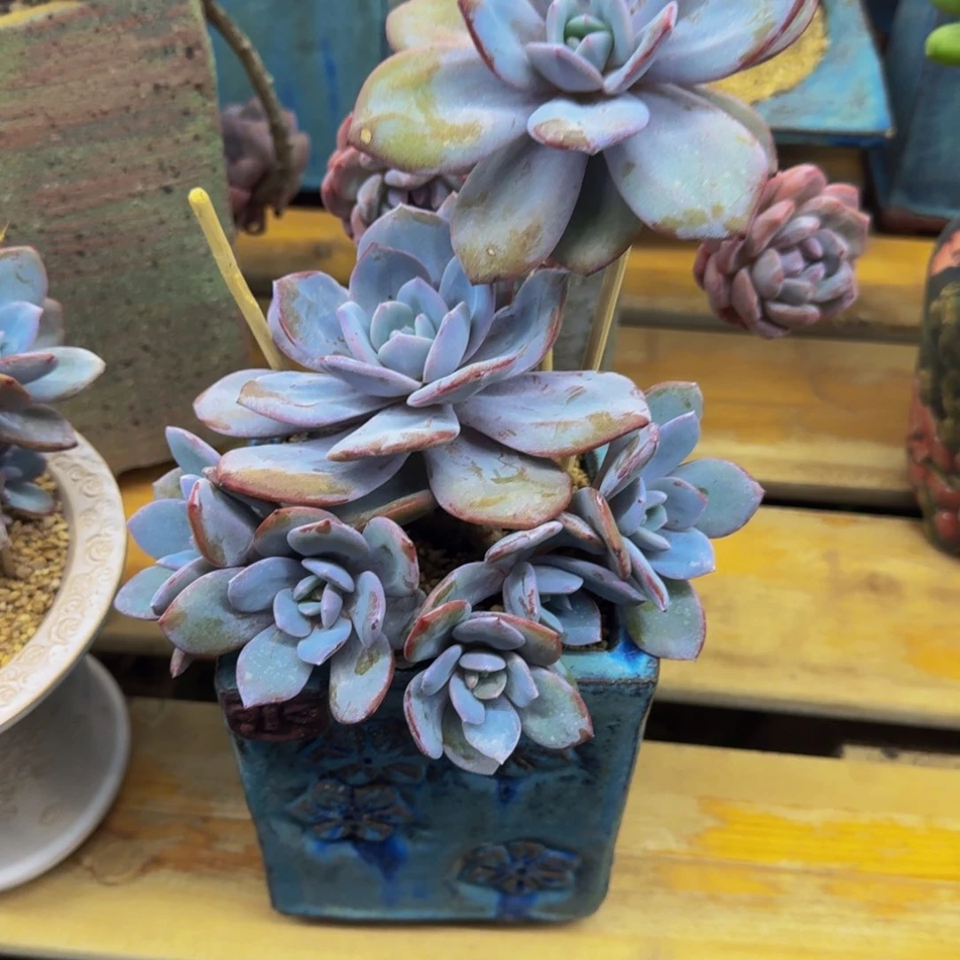 ****维一物一拍不退不换