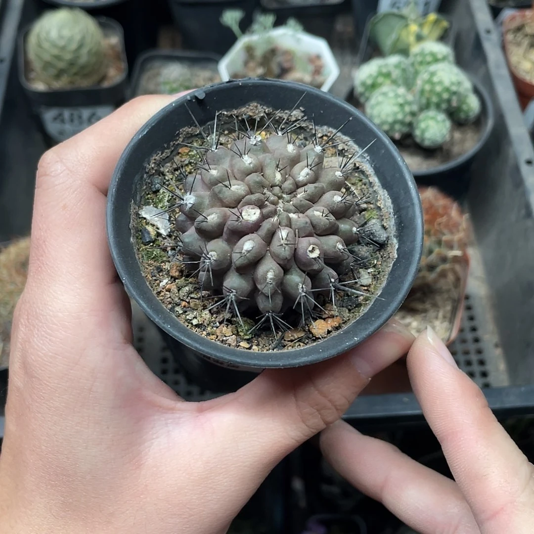 559天星丸（满18包邮）