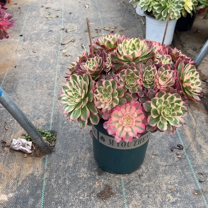 83海王多肉多肉多肉多肉