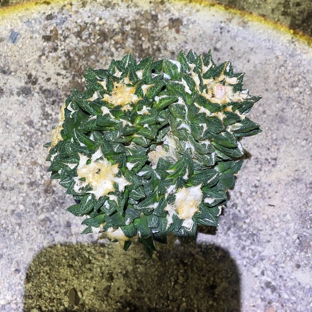 鹧***菜辛顿补差哈哈哈哈哈