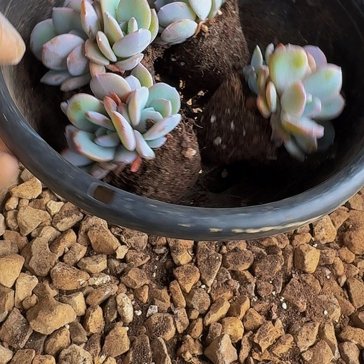 ****球哈哈哈哈哈哈哈哈哈哈