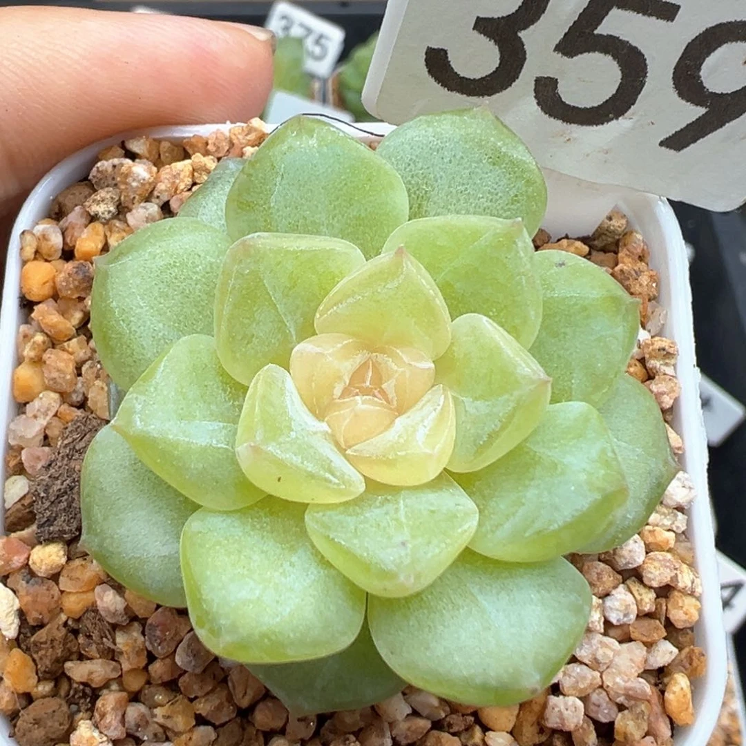 359号风花雪月系列新个体