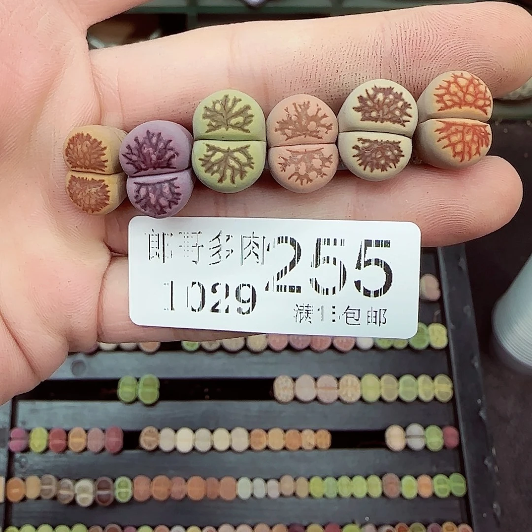 *****满满18包邮1029-255