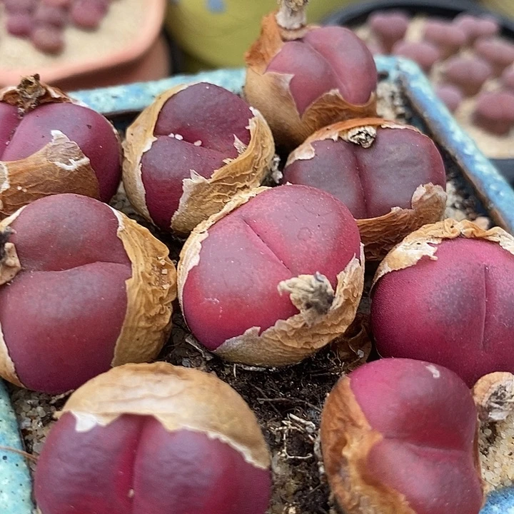 31506红宝石母本一颗  买2送1