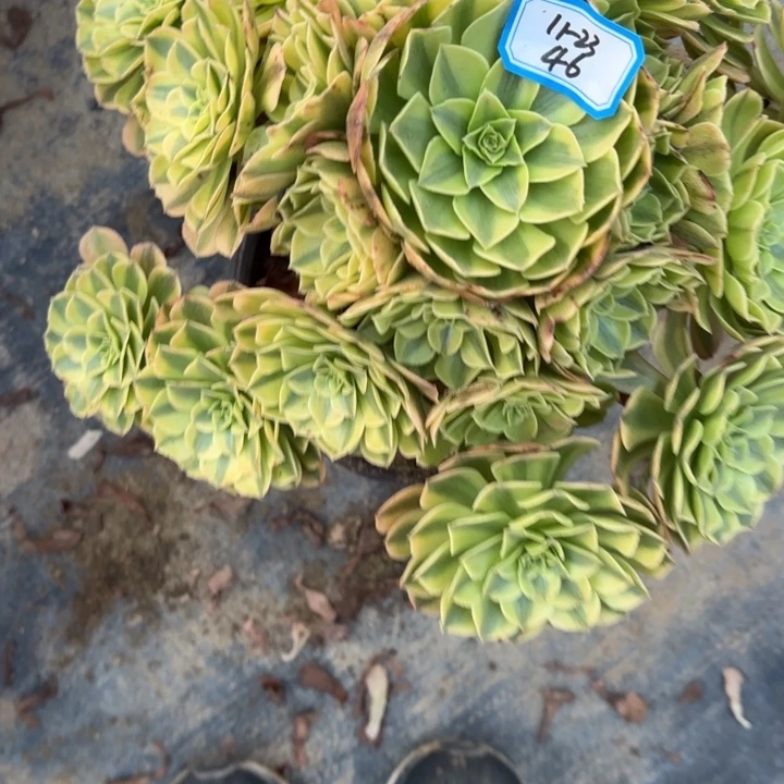 因***你雨荷多肉法师不包损46