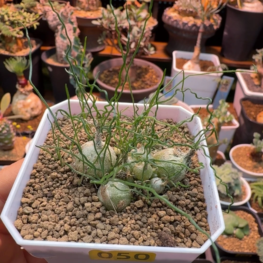 泰迪海葱050 仙人掌