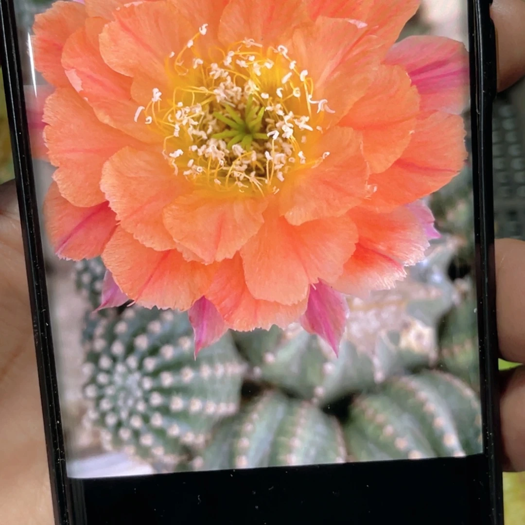 彩草 奇迹侧芽 歪 满20包邮4–5公分