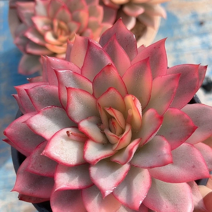 月光女神锦一个脱 土