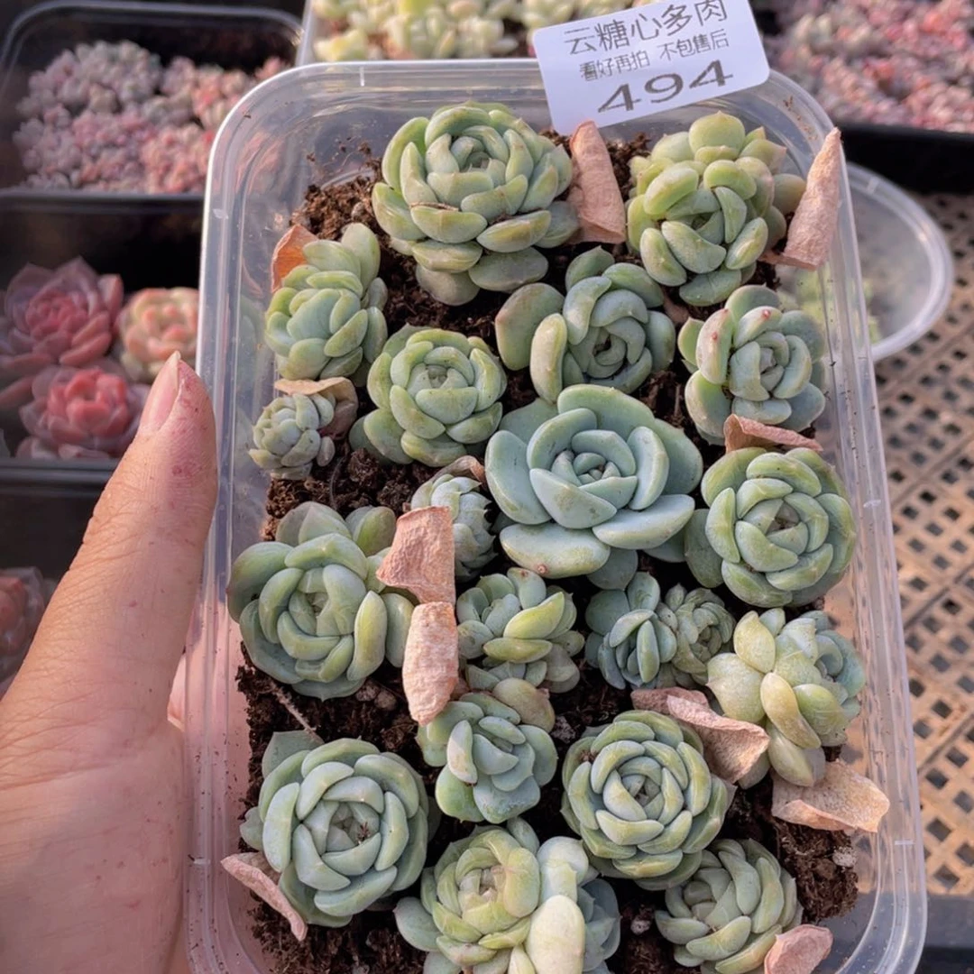云糖心多肉植物494