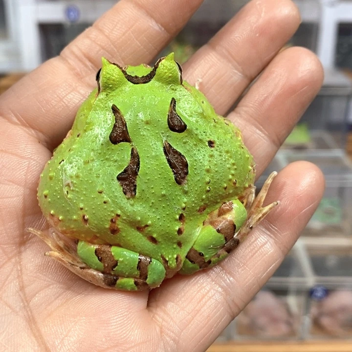 草***木角蛙208号蝴蝶角蛙