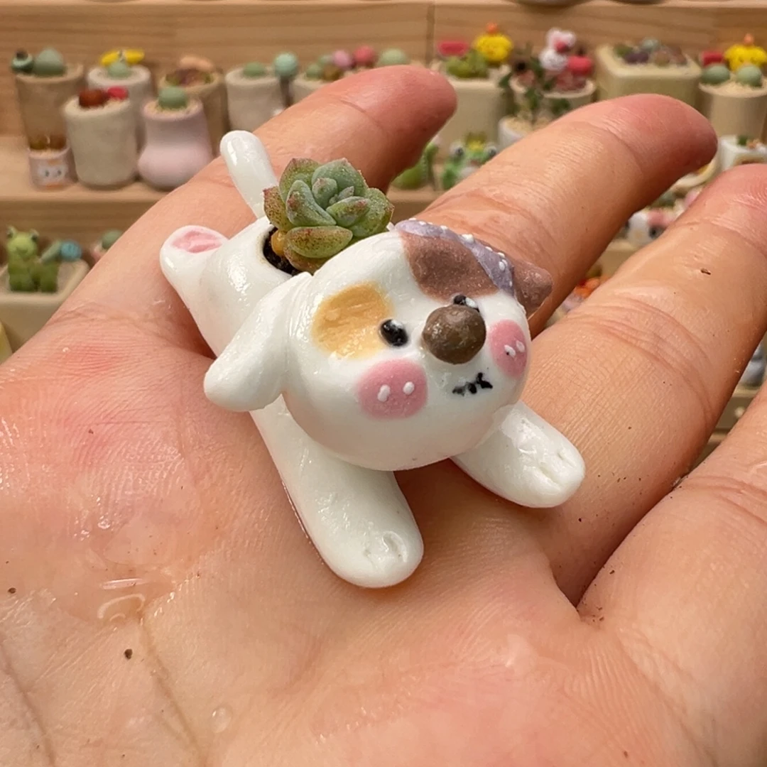 多肉植物121号拇指盆
