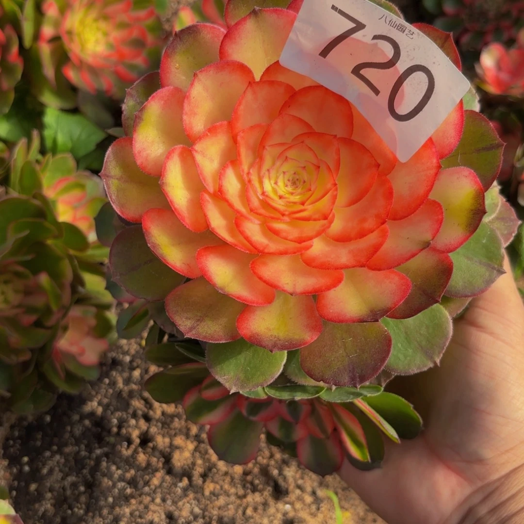 720多肉植物荔枝特价
