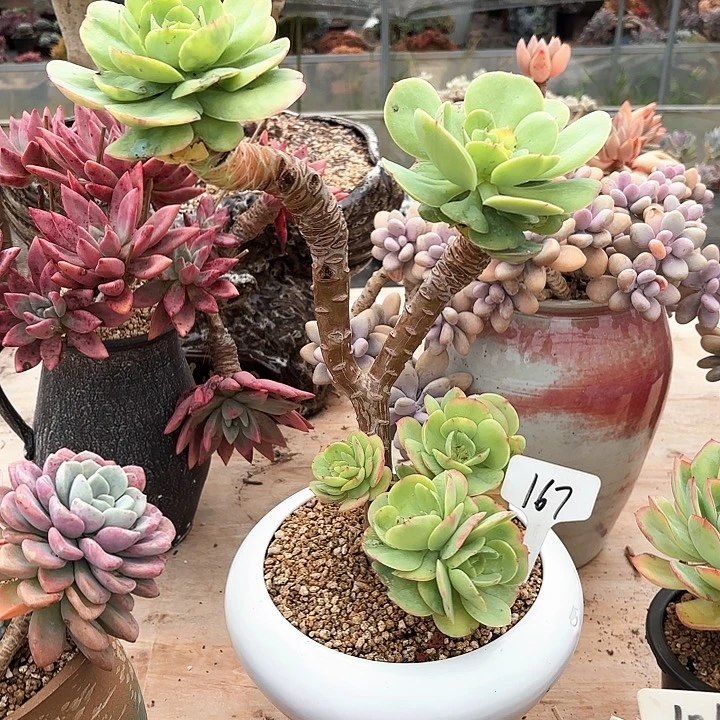 多肉植物，鸡蛋碧桃167号