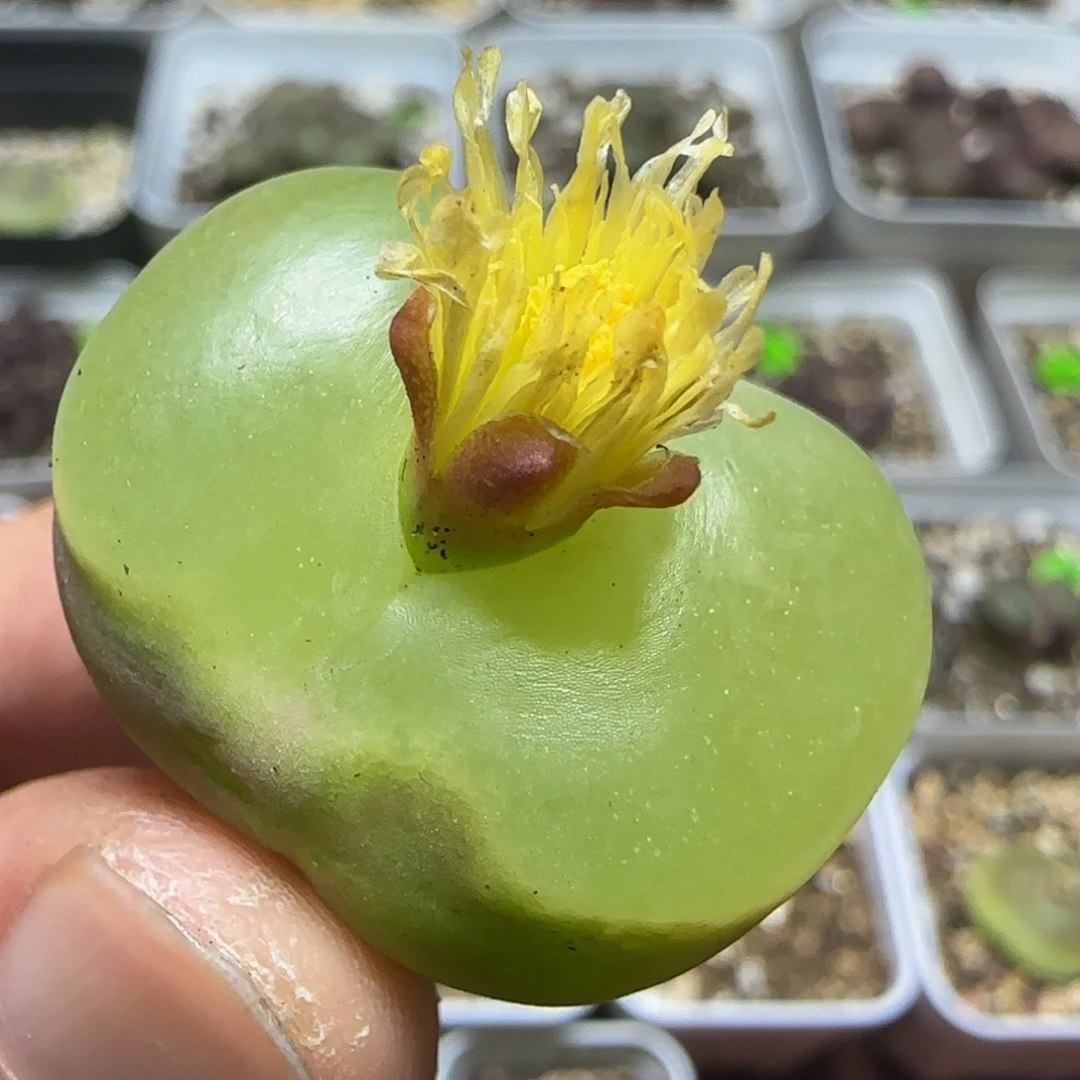 2.8+漂亮多肉植物282